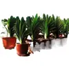 Planta Clívia Premium em Vaso com Botões de Flor, Planta de Interior Fácil de Cuidar, Mudas de Orquídea para Quatro Estações, Dez Flores Mais Valiosas para a Sala de Estar