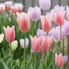 Bulbos de Tulipán, Bulbos de 5 Grados, Semillas de Flores, Adecuados para Cultivo en Tierra/Hidroponía, Resistentes al Frío, Germinación Rápida, Fáciles de Cultivar en Jardines y Balcones, y Fáciles de Sobrevivir