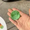 Piezas de Concha de Colores, Piezas de Nácar, Material para Colgar Carrillón de Viento de Concha, Decoración de Boda, Piezas de Mica de Colores, Se Pueden Pedir Productos Listos para Usar