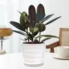 Planta de Caucho Black Diamond en Maceta para Uso en Interiores y Exteriores, Planta Verde para Purificación del Aire, Planta en Maceta para Escritorio de Oficina, Planta Verde de Cuatro Estaciones