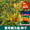 Semillas de Chile Chaotian Huangxiu Se Pueden Cultivar en Macetas en Tierras de Cultivo y Huertos con Plántulas Altas y Agrupadas Hacia Arriba Semillas de Chile Chaotian Amarillo