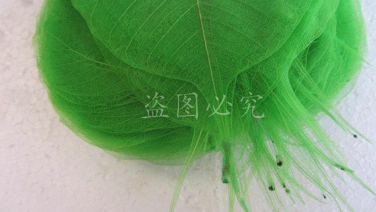 A001菩提叶脉 (38)