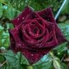Plántulas de rosa auténtica en floración, fragancia fuerte, flores grandes resistentes de cepa antigua en maceta para balcón y patio, con raíces