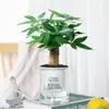 Plantas em Vasos Diamante Dourado, Plantas Verdes Diamante Platina, Plantas Verdes Hidropônicas de Folhas Grandes, Suculentas, Flores Fáceis de Cuidar e Bonsai para o Escritório