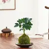 Nova planta em vaso estilo chinês com combinação de jade musgo, contas de arroz e árvore da fortuna, adequada para mesa interna, sala de chá, escritório, fácil de cuidar e manter