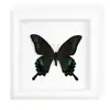 Marco de Fotos con Espécimen de Mariposa Real Mariposa Cola de Golondrina Banda Verde Regalo de Cumpleaños Día del Maestro Regalo de Graduación Regalo de Vacaciones Decoración de Escritorio
