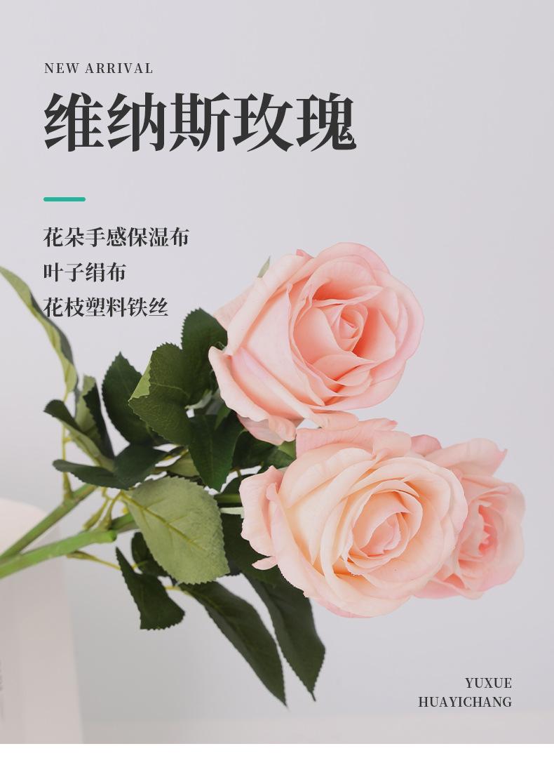 维纳斯玫瑰_01