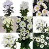Atacado de Flores Margaridas Multicabeça, Entrega Direta de Yunnan, Cestas de Flores, Buquês, Arranjos para Vaso em Casa, Exposição em Banca, Compra em Grupo, Dropshipping de Uma Peça