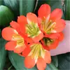 Planta de Clívia em vaso preciosa, muda madura para varanda interna, floresce no mesmo ano, variedade 'Monge de Cabeça Redonda', fácil de cuidar, uma boa planta verde