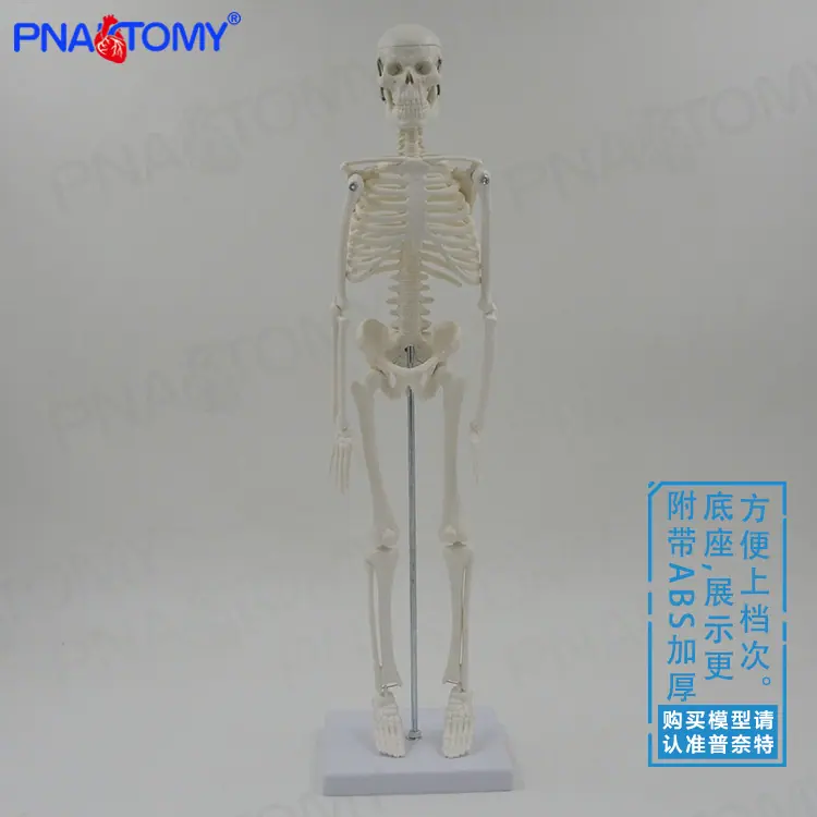 45骨骼05