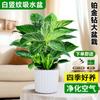 Planta en Maceta Platino Diamante Verde Princesa Pothos de Hoja Grande Flor Planta Hidropónica de Interior Suculenta Oficina Fácil de Mantener y Absorber Formaldehído