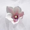 Cabeza de Flor de Orquídea Phalaenopsis Impresa en 3D de Espuma EVA, Accesorio de Regalo Xiaohongshu, Accesorio para el Cabello, Decoración de Ropa, Exquisita Decoración de Boda