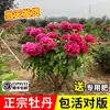 Plántulas de Árbol de Flor de Peonía, Portainjerto Viejo, Auténticas de Luoyang, con Capullos de Flor, Flores Resistentes a la Helada, Plantas Grandes en Maceta, Plántulas para Todas las Estaciones, Semillas de Flor de Peonía