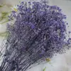 Pacote de Material DIY Flor Eterna 1g Gradiente Cabeça Grande Mosquitinho Estrela Milionária Buquê de Flores Secas Flor Eterna Flor Real