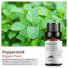 Exportación Transfronteriza Aceite Esencial Individual Fragancia Aromaterapia Masaje Aceite Esencial Sándalo Difusor Mayoreo Muestra de 10 ml