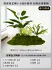 Musgo para Paisajismo de Plantas Verdes Plantas Artificiales Decoración Flores Artificiales Combinación Tropical para Interiores Paisaje de Ventana Persa Arreglo de Césped