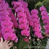 Orquídea Phalaenopsis em vaso com hastes florais e botões, adequada para salas de estar de outono e inverno, mudas de orquídea grandes, plantas de interior fáceis de manter durante todo o ano