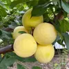 Plántulas Auténticas de Ciruela Frutal de Azúcar de Roca de Sichuan para Dropshipping, Adecuadas para Plantar Tanto en Regiones del Norte como del Sur, Nuevos Productos de Ciruela para Injerto en Macetas de Patio
