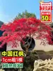 Venta al por mayor de plántulas de arce rojo japonés, árbol de arce rojo de cuatro estaciones para patio exterior de villa, plántulas de árbol de arce rojo en maceta