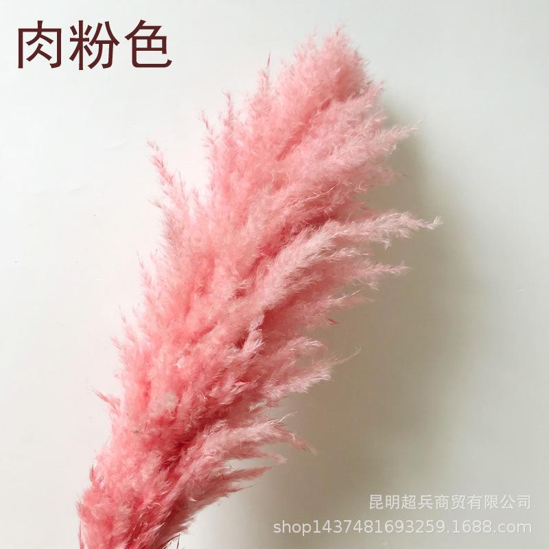 肉粉色.jpg