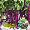 Plántulas de Verduras de Primavera, Plántulas de Chile, Tomates para Balcón de Cuatro Estaciones, Berenjenas, Pepinos, Sandías, Luffas, Plántulas de Calabaza, Siembra del Sur