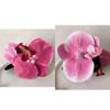 Pinza de Presión Grande Flor Grande Floreciendo Phalaenopsis Estilo Pastoral Súper Hada Pinza de Tiburón Celebridad de Internet Dulce Elegante Pasador de Pelo