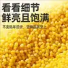 2025 Novo Arroz Mongólia Interior Chifeng Painço Semente Dourada Autêntico do Agricultor Painço Amarelo Mingau de Arroz para Pós-Parto Óleo de Arroz Rico