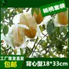 Bolsado de Carambola, Bolsa Protectora para Manzanas, a Prueba de Insectos y Pájaros, Bolsa para Carambola, Bolsa de Película Transpirable y Drenante para Guayaba