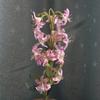 Flor Artificial Sentido de Alto Nível Realista Sayi Flor de Casamento Linha Flor Arranjo de Flores Vaso para Casa para Casamento Arranjo de Flores Artificiais