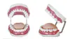 Cuidado dental salud modelo oral dental materiales dentales modelo de dentadura postiza enseñanza práctica