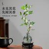 Planta Hidropónica Flor de Murraya Planta Verde en Maceta Interior Jazmín de Murraya Fácil de Cuidar Todas las Estaciones Escritorio Planta Verde de Bajo Mantenimiento