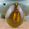 Transfronterizo Forma de Gota Tendencia Natural Insecto Especimen Phalaenopsis Caja Sorpresa Excavación Infantil Puesto Arqueológico Corriendo Jianghu