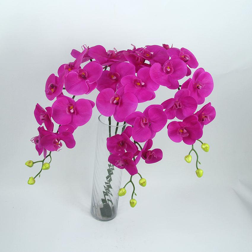 胶片蝴蝶兰 主图4.jpg