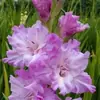 Bulbos de Gladiolo y Flor de Acanthopanax, plántulas de flores en maceta, perenne, resistente al frío, fáciles de cultivar y mantener durante todo el año, bulbos florales con capullos