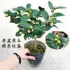 Planta de Camélia Perfumada em Vaso, Mudas de Camélia de Cheiro Forte, Flores Grandes para Jardim Interno Fáceis de Cuidar, Promoção de Osmanthus de Quatro Estações