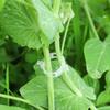 Clip para planta/Clip para vid de calabaza/Clip de unión de vid de plástico/Clip de unión de rama/Clip para vid colgante/Clip para sujetar vid/Clip fijador de vid