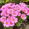 Plantas Florales de Sangre de Drago para Balcón, Entrega Estacional Regular, Flores y Plantas de Jardín al por Mayor, Un Bulbo de Semilla, Plantas Florales de Sangre de Drago en Maceta
