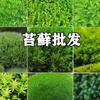 Musgo de cabelo branco fresco, musgo cinza pequeno, musgo verde, musgo verde aveludado curto, musgo de penas grande, musgo de chuva, musgo estrela, jarra de água e terra, jarra de floresta tropical