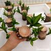 Madera Brasileña Madera de la Suerte al por Mayor Plantas Hidropónicas Interior Groot Decoración de Oficina Plantas Verdes Purificadoras Plantas en Maceta de Escritorio