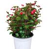 Plántulas de Campanilla Colgante de Flor Doble, Plantas en Maceta, Plantas Colgantes de Linterna, Campanillas Colgantes, Begonias Linterna, Florecen el Mismo Año, para Balcón y Jardín