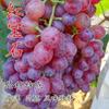 Dropshipping Patio Extra Grande Sunshine Rose Uva Plantón Jufeng Planta en Maceta Plantación Norte-Sur Plantación en el Suelo Plantación Resistente al Frío Escalada