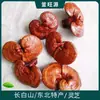 Venta al por mayor de fábrica Ganoderma lucidum de la montaña Changbai ganoderma lucidum rojo ganoderma lucidum morado hongos comestibles especialidad del noreste entrega en una pieza Ganoderma lucidum