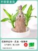 Madera Brasileña Madera de la Suerte Criada en Agua Árbol Groot Floreciente en Maceta para Interior Escritorio Hidropónico Planta Verde Planta Pequeña en Maceta