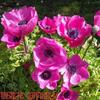 Bulbos de Semillas de Anémona Importados de los Países Bajos, Resistentes al Frío Invernal, Florales Perennes de Cuatro Estaciones, Bulbos de Anémona