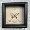Marco de Fotos con Foto de Espécimen de Mariposa Real Elegante Madera Decorativa Pintura Muebles para el Hogar Marco de Fotos Retro Europeo Mesa Regalo de Cumpleaños