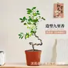 Planta de Murraya Paniculata en Maceta para Escritorio de Oficina, Planta Verde con Tronco Viejo y Plántulas, Florece Todo el Año, Flor de Interior Fácil de Cuidar para Jardineros Perezosos