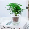 Plantas de Espárragos en Maceta Plantas Verdes de Interior para Oficina Plántulas Bonsái Bambú Nube Enano Tangshan Flor de Viento Maceta Plantas Pequeñas en Maceta