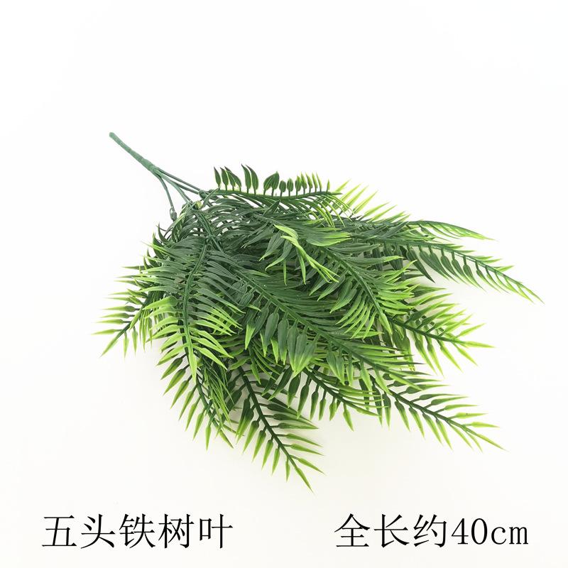 五头铁树叶.jpg