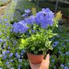 Planta Extraordinária de Sementeira Floco de Neve Azul Floco de Neve Branca em Vaso Planta Resistente ao Calor e Fácil de Cultivar Jardim Pátio Trepadeira Cinta de Flores Cinta de Flores Solo