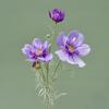 Flor Gesang Ramo Único Cosmos Rainha de 4 Pétalas Flor Artificial Flor de Seda Display para Sala de Estar Floral Decoração de Casamento